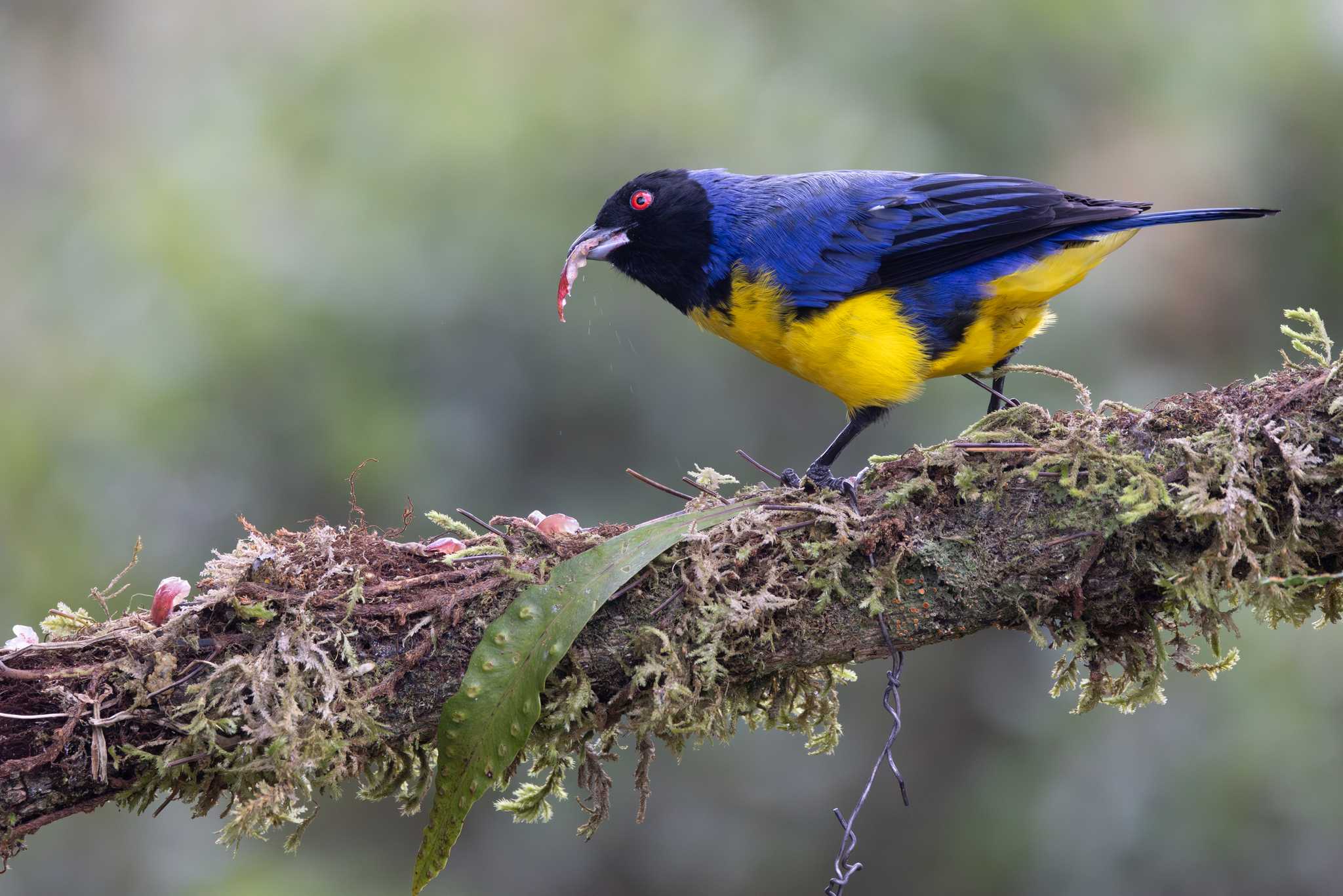 Hooded Mountain Tanager (Buthraupis montana), photo 9