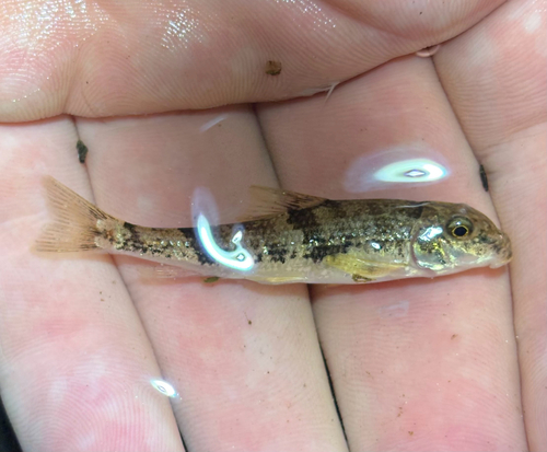 Roanoke-varkenszuiger (Hypentelium roanokense) — Catostomidae — 5