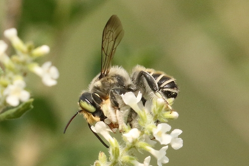 Megachile sidalceae