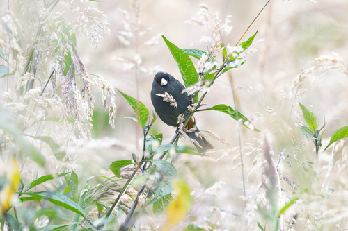 Paramo Seedeater (Catamenia homochroa), photo 2
