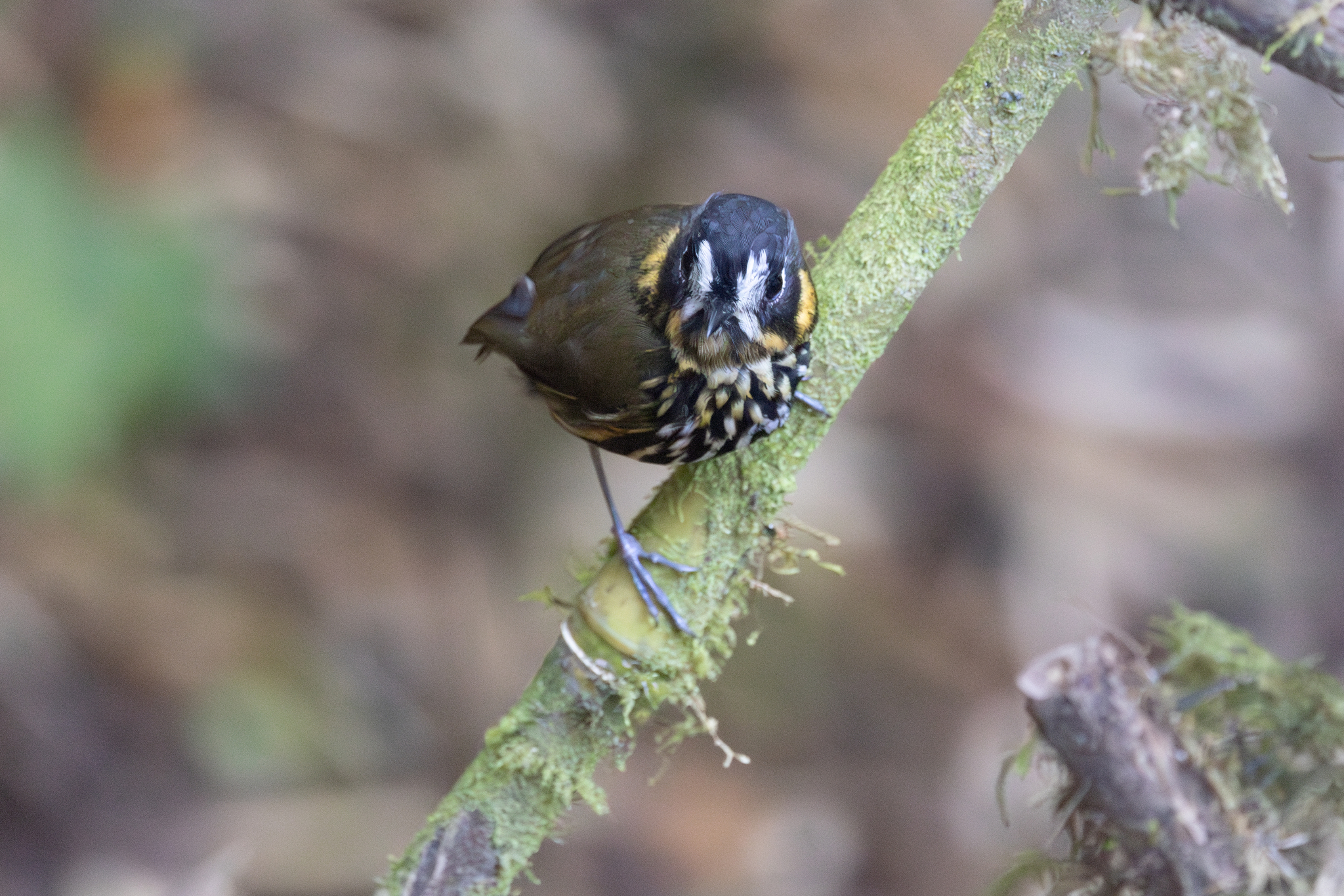 Crescent-faced Antpitta (Grallaricula lineifrons), photo 1
