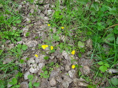 Ranunculus auricomus