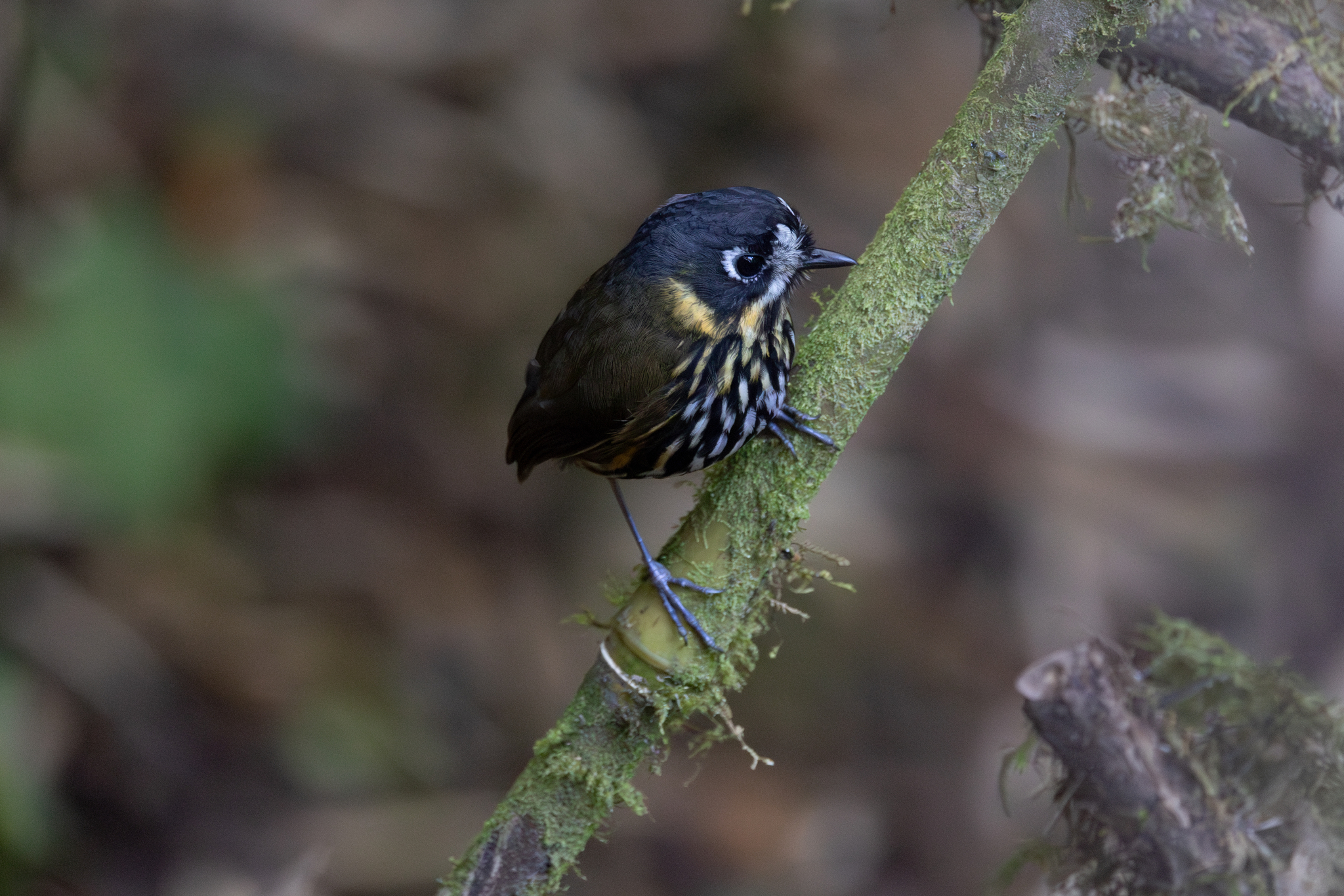 Crescent-faced Antpitta (Grallaricula lineifrons), photo 2
