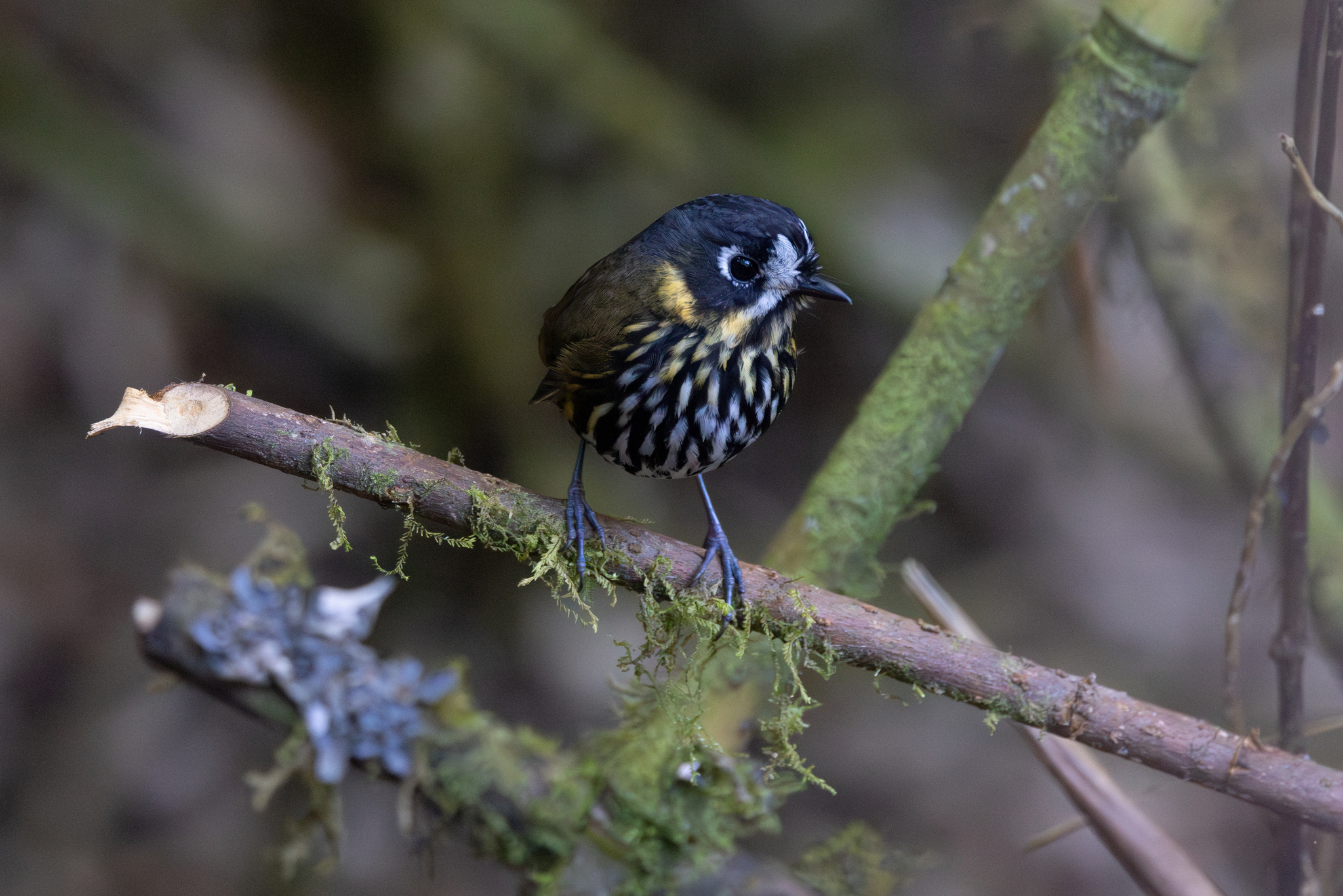 Crescent-faced Antpitta (Grallaricula lineifrons), photo 4