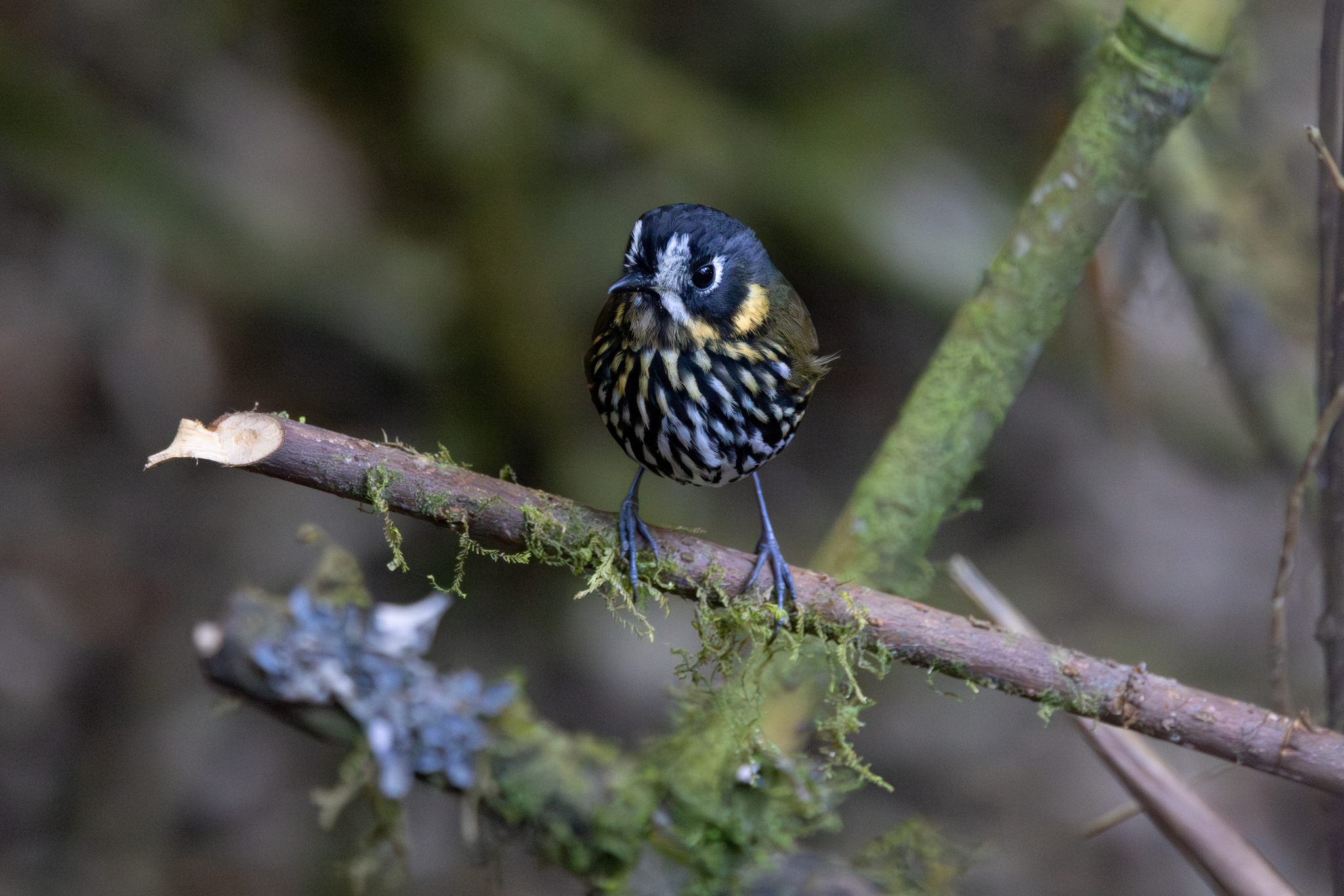 Crescent-faced Antpitta (Grallaricula lineifrons), photo 3