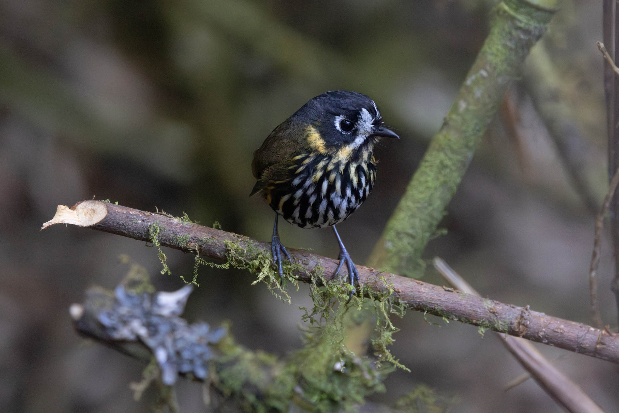 Crescent-faced Antpitta (Grallaricula lineifrons), photo 5