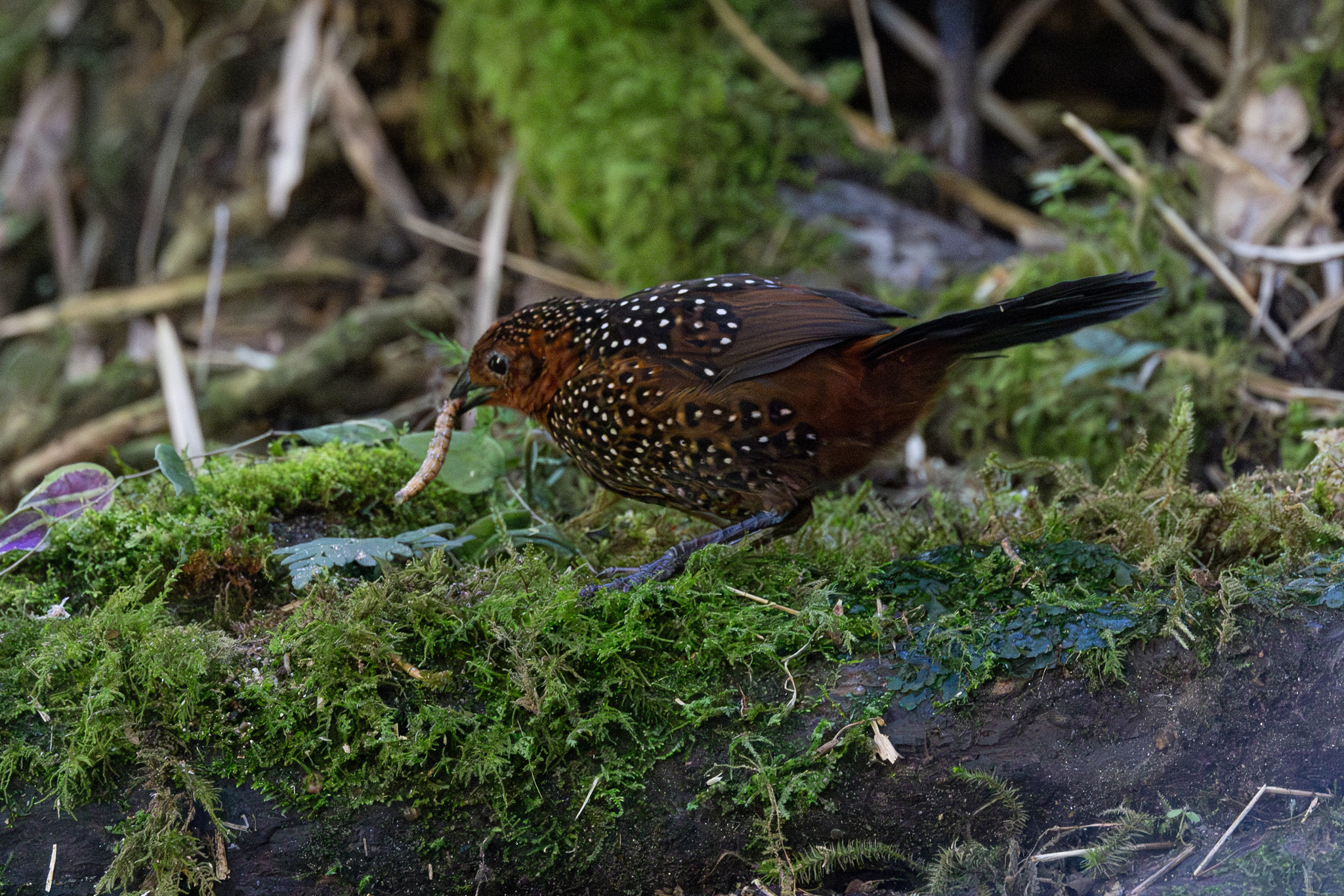 Ocellated Tapaculo (Acropternis orthonyx), photo 4
