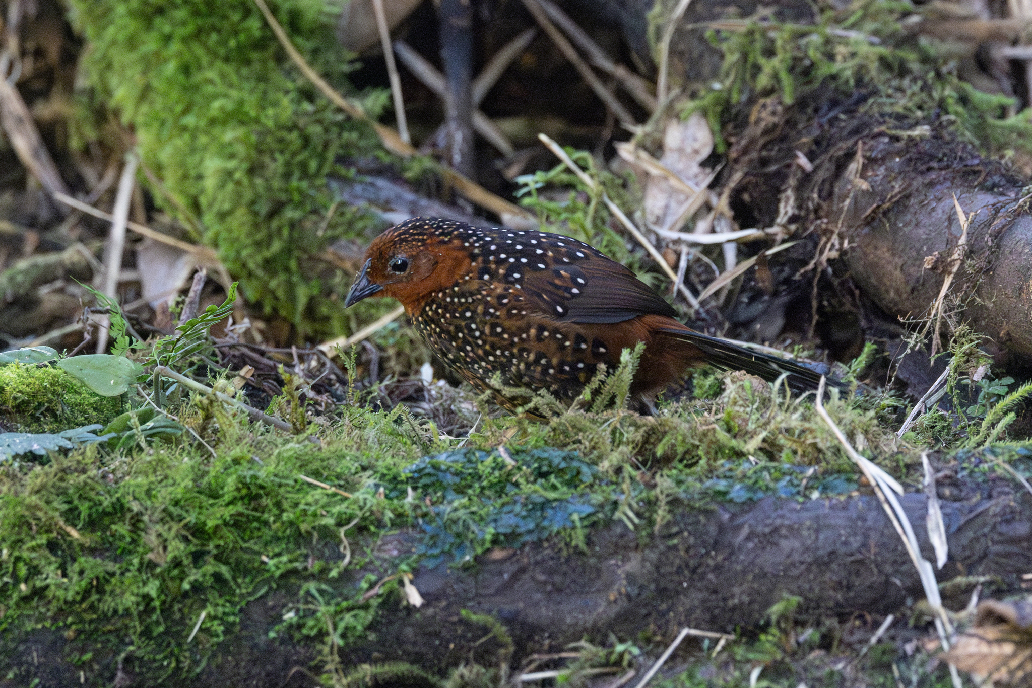Ocellated Tapaculo (Acropternis orthonyx), photo 1