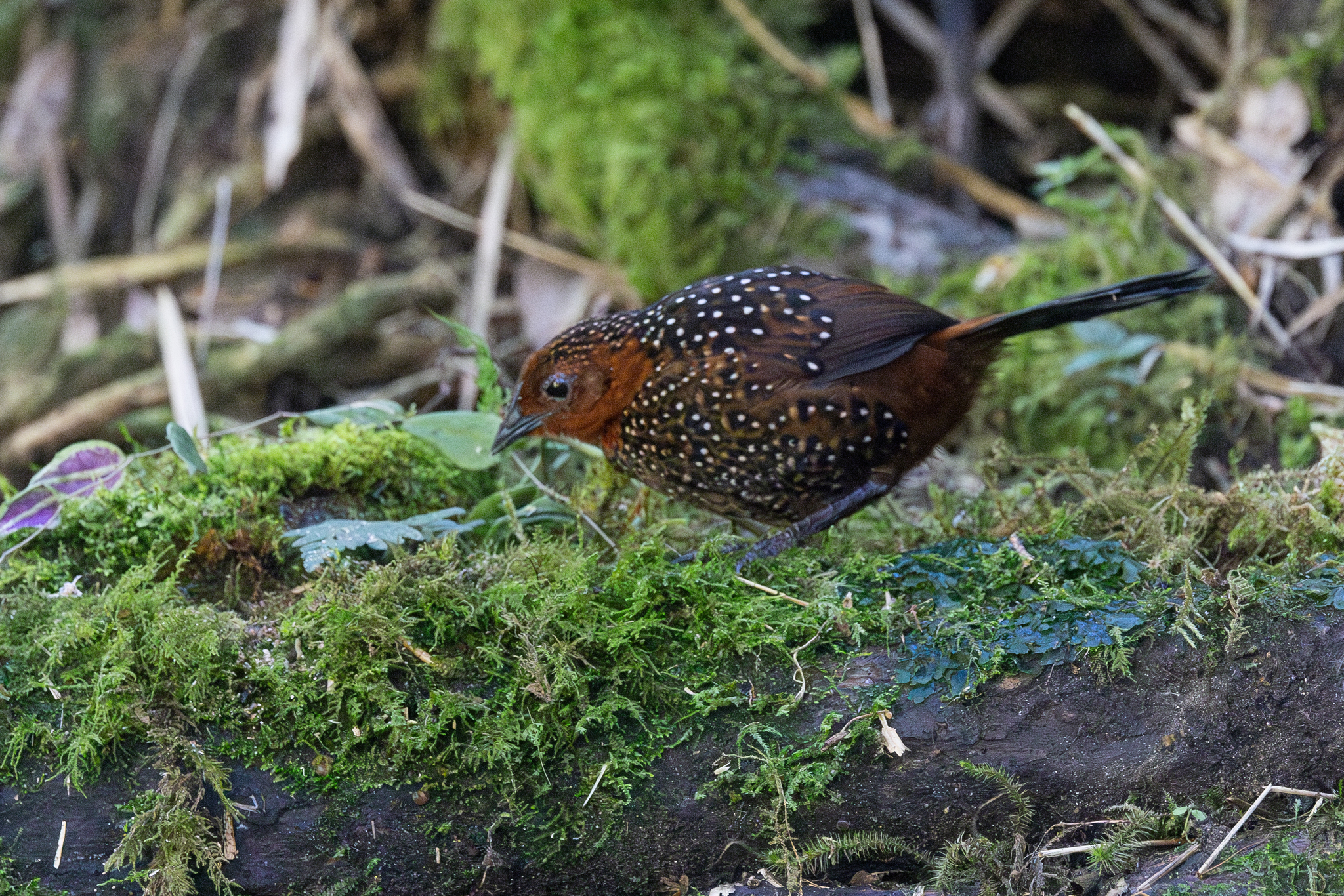 Ocellated Tapaculo (Acropternis orthonyx), photo 2