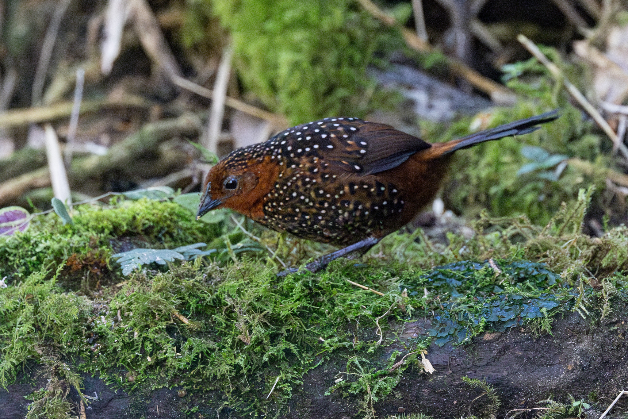 Ocellated Tapaculo (Acropternis orthonyx), photo 3