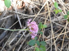 Centranthus lecoqii