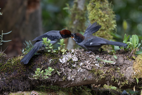 Slaty Brushfinch (Atlapetes schistaceus), photo 7