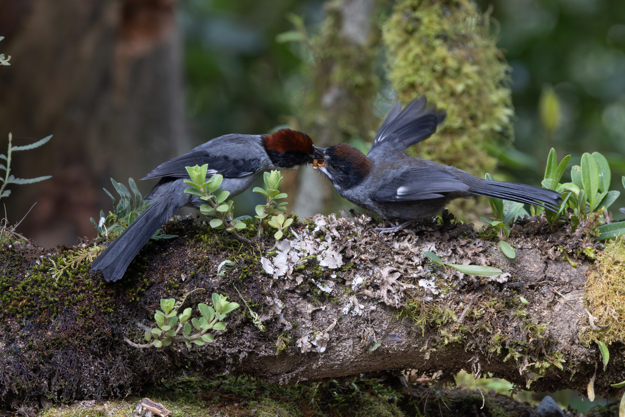 Slaty Brushfinch (Atlapetes schistaceus), photo 7