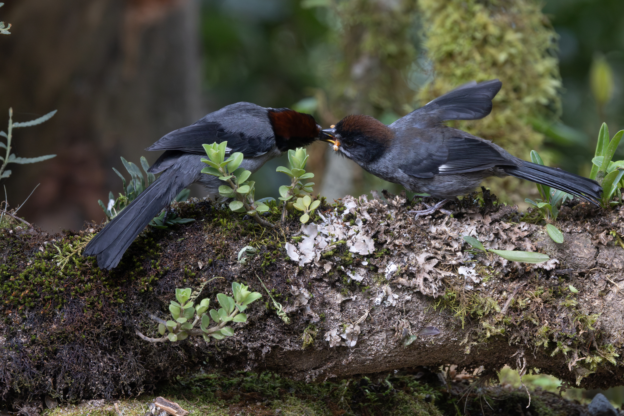 Slaty Brushfinch (Atlapetes schistaceus), photo 10