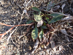 Limonium californicum