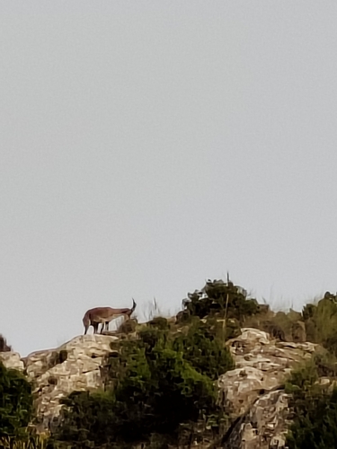Southeastern Spanish Ibex