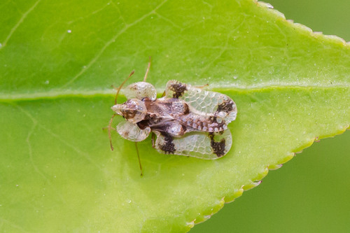 Walnut Lace Bug photo 4