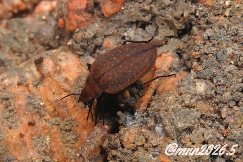 Amphizoa sinica