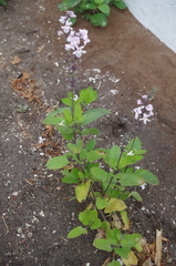 Pitraea cuneato-ovata