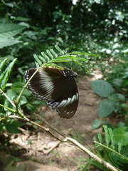 Hypolimnas salmacis salmacis