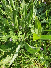 Plantago lanceolata