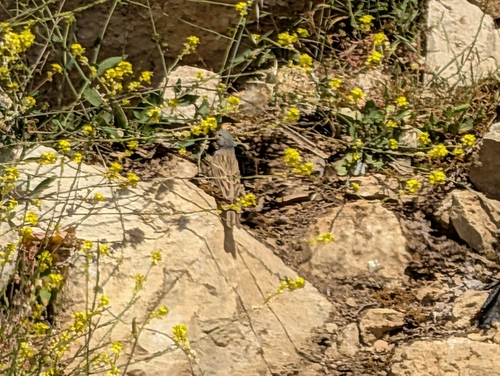 Cretzschmar's Bunting