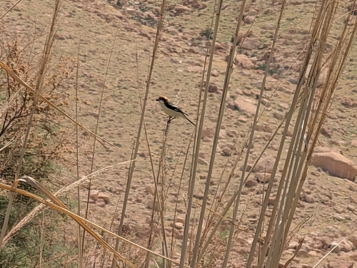 Woodchat Shrike