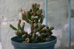 Crassula ovata