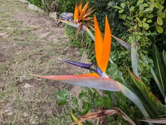 Strelitzia reginae reginae