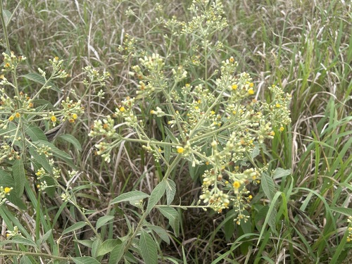 Blumea balsamifera, photograph 1