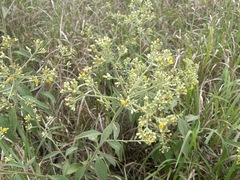 Blumea balsamifera, photograph author not stated, no rights reserved