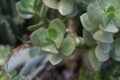 Crassula ovata