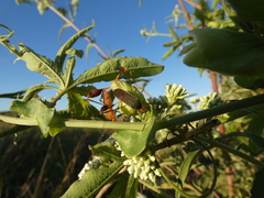 Anisoscelis marginellus