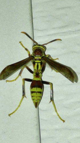 Guinea Paper Wasp, photo 4 of 10