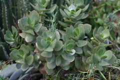 Crassula ovata