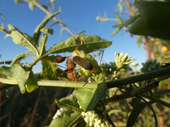 Anisoscelis marginellus