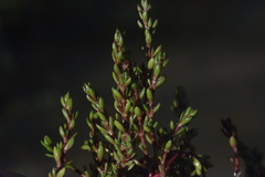 Crassula kirkii