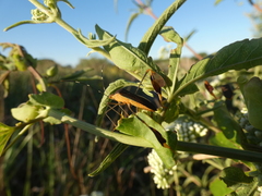 Anisoscelis marginellus