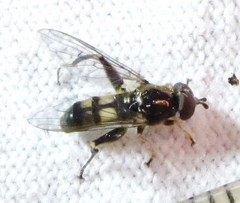 Chalcosyrphus metallicus
