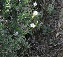 Cerastium gibraltaricum