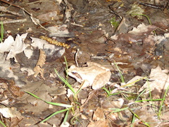 Rana pseudodalmatina