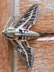 Hyles livornicoides