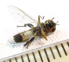 Chalcosyrphus metallicus
