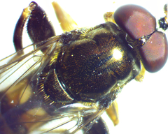 Chalcosyrphus metallicus