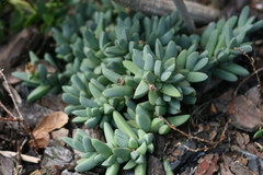 Corpuscularia lehmannii