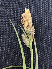 Carex caryophyllea