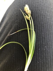 Carex caryophyllea