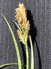 Carex caryophyllea