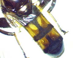 Chalcosyrphus metallicus