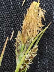 Carex caryophyllea